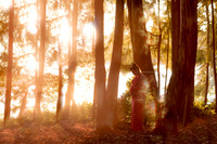 MFrazzini Maternity Forest Composite - Watermarked_